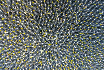 Black sunflower seeds, natural oil production, abstract background.