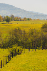 Tranquil Spring Meadow with Rolling Hills and Fence Line Under a Clear Sky