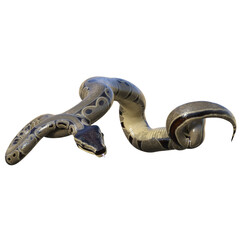 3D rendered illustration of a ball python isolated on a transparent background 
