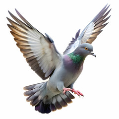 Fototapeta premium a pigeon flying on a white background
