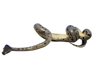 Naklejka premium 3D rendered illustration of a ball python isolated on a transparent background 
