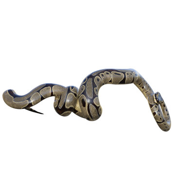 3D rendered illustration of a ball python isolated on a transparent background 
