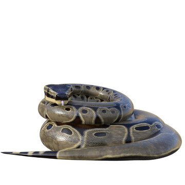 3D rendered illustration of a ball python isolated on a transparent background 