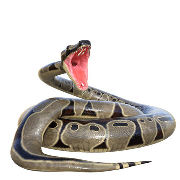 3D rendered illustration of a ball python isolated on a transparent background 
