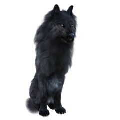 3D rendered illustration of a black wolf isolated on a transparent background. 