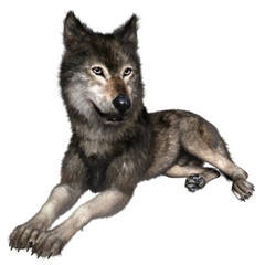 3D rendered illustration of a black wolf isolated on a transparent background. 