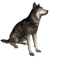 3D rendered illustration of a black wolf isolated on a transparent background. 