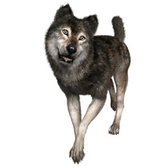 3D rendered illustration of a black wolf isolated on a transparent background. 