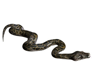 3D rendered illustration of a Burmese python isolated on a transparent background 