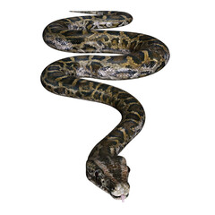 3D rendered illustration of a Burmese python isolated on a transparent background 