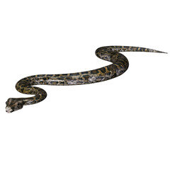 3D rendered illustration of a Burmese python isolated on a transparent background 