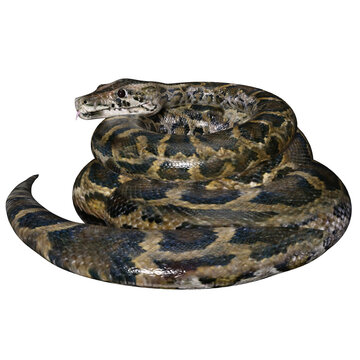 3D rendered illustration of a Burmese python isolated on a transparent background 