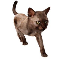 3D rendered illustration of a Burmese cat isolated on a transparent background