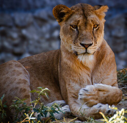 León en estado libre, hembra leona en la sombra descansando del calor en África.