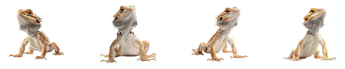 Obraz premium Set, collection of a bearded dragon isolated on transparent background.