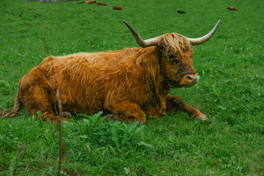 Highlands Cattle, famosas vacas peludas de las tierras altas o Highlands de Escocia.