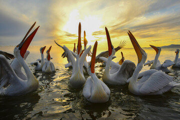 Sonnenaufgang am Kerkini See