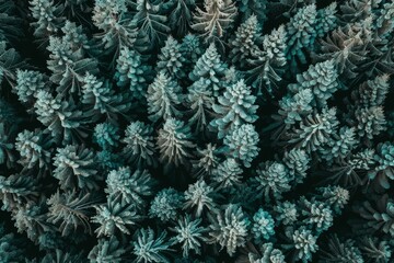 Fototapeta premium Aerial perspective of lush forests actively absorbing co2 for carbon neutrality and net zero goals