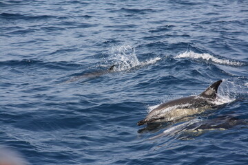 Delfines nadando alrededor de un barco en el océano