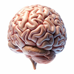 brains side on a white background