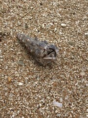 South seas Hermit Crab shell on beach