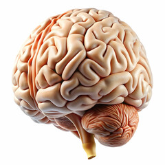 brains side on a white background