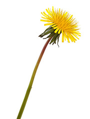 Fototapeta premium bright yellow dandelion isolated on transparent background