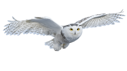 snowy owl in flight isolated on transparent background
