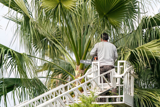 Worker pruning a palm tree with a tree saw