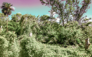 Planting tropical nature and trees in the jungle in Mexico.