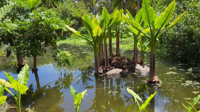 Estanque y plantas acu&aacute;ticas tropicales