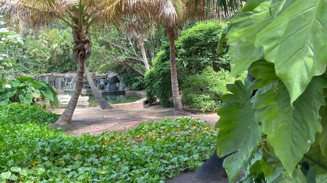 Vegetaci&oacute;n tropical en un parque de Canarias