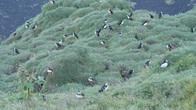 A flock of puffins resting on the grass. Iceland.