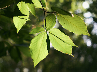 Back lit leaves in a tree