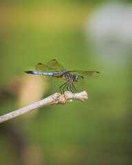 dragonfly on a branch