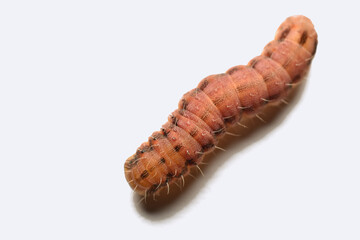 Square-spot Rustic moth caterpillar ( Xestia xanthographa ). High quality photo
