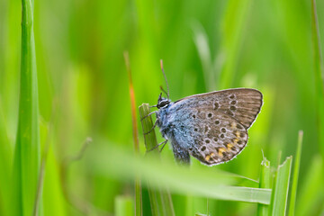  blue butterfly within grass blades 