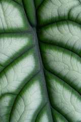 Close-up of eaf of Alocasia Silver Dragon with textured, veined dark green and mint color. Leaf of plant looks like reptile skin. Natural background. Vertical