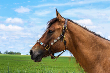 Fototapeta premium Working Ranch Horse Equine Portraits 