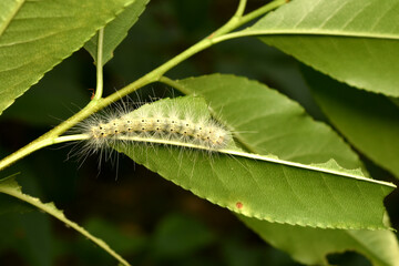 A Hyphantria cunea butterfly caterpillar crawls on a green tree leaf.