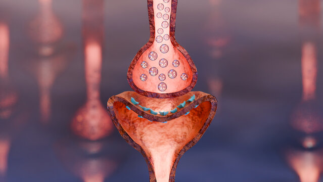 Muscarinic Acetylcholine receptors, muscle fiber sarcolemma, neurotransmitter or neuromuscular junction, cycle of ACH release in Myasthenia gravis, Norepinephrine and Serotonin, Histamine, 3d render	

