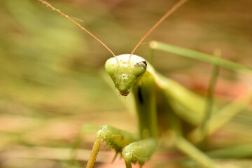 The picture shows a green insect, a praying mantis. The praying mantis is looking at a person.