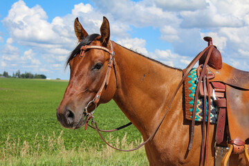 Working Ranch Horse Equine Portraits 