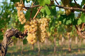 Yellow Rebula grapes under the sun set