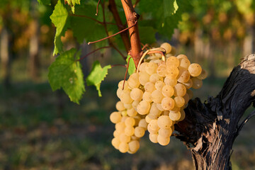 Yellow Rebula grapes under the sun set