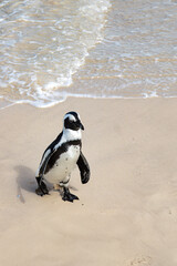 Fototapeta premium Pinguim Africano Caminhando na areia da Praia