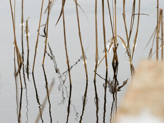 Water frozen on dry grass next to a shore of a lake. Ice drops in the nature. Beautiful environment during winter season. Natural phenomenon of cold weather.