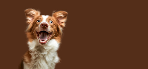 Photo of happy excited dog