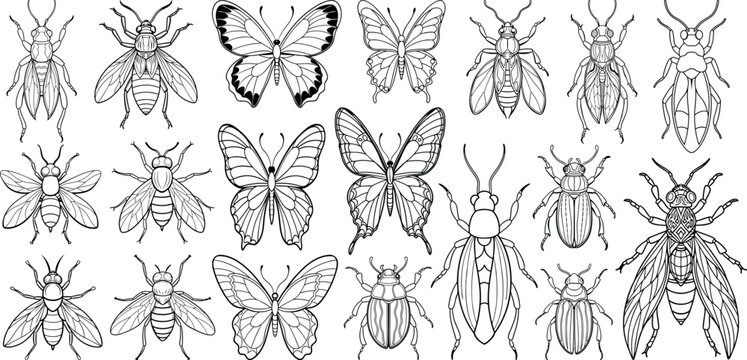 Beetles and butterflies vector sketches set