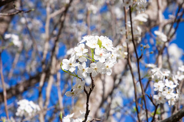 tree blossom
